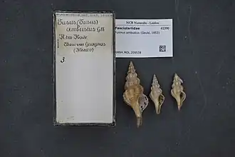 Hesperaptyxis ambustus