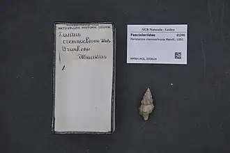 Peristernia cremnochione