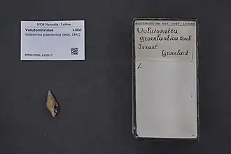 Volutomitra groenlandica