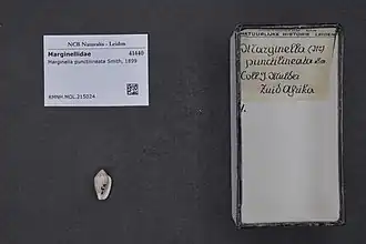 Marginella punctilineata