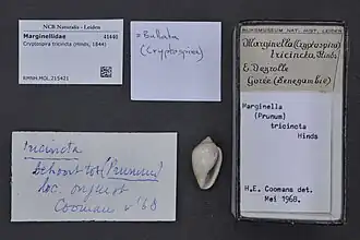 Cryptospira tricincta