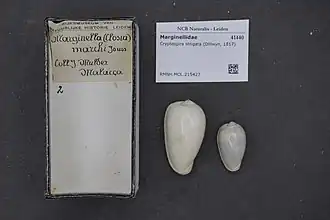 Cryptospira strigata