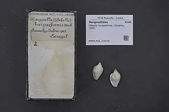 Glabella harpaeformis