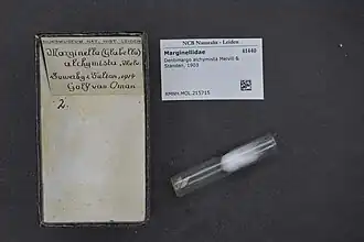 Dentimargo alchymista