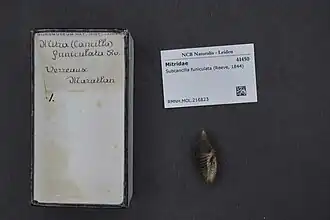 Subcancilla funiculata