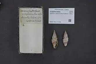 Vexillum stephanuchum