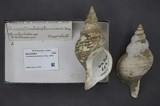 Troschelia berniciensis