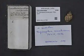 Trigonaphera amakusana