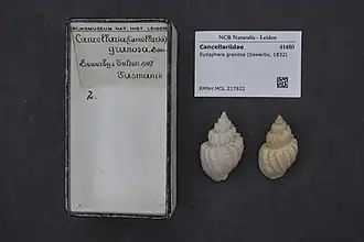 Sydaphera granosa