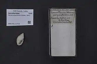 Merica purpuriformis