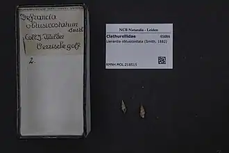 Lienardia obtusicostata