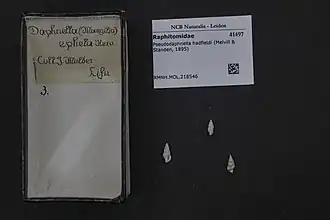 Pseudodaphnella hadfieldi