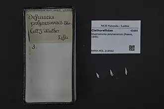 Glyphostoma polynesiensis