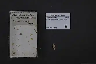 Etrema subauriformis