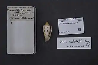 Conus moolenbeeki