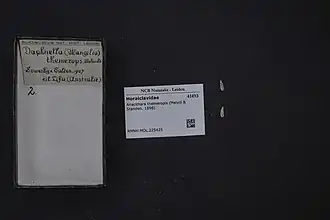 Anacithara themeropis