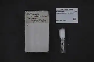 Neoguraleus sinclairi