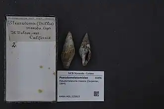 Pseudomelatoma moesta