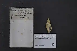 Ptychobela griffithii