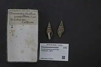 Pseudomelatoma penicillata