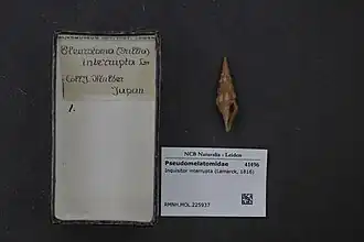 Inquisitor interrupta