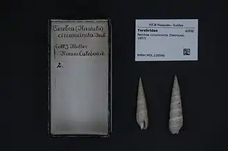 Perirhoe circumcincta