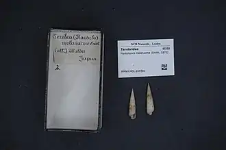 Hastulopsis melanacme