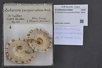 Architectonica purpurata