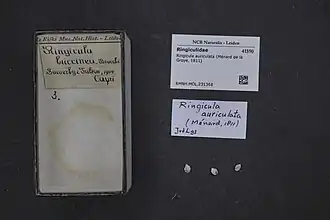 Ringicula auriculata