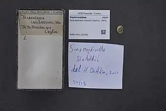 Smaragdinella sieboldi