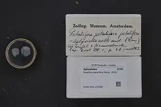 Petalifera petalifera