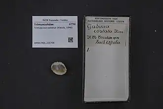 Trimusculus costatus