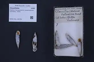 Medora macascarensis