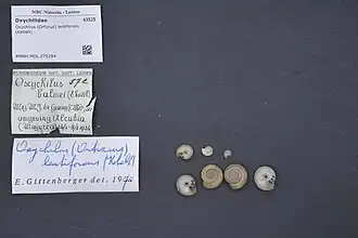 Oxychilus lentiformis