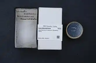 Laevidentalium erectum