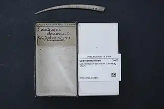 Laevidentalium eburneum