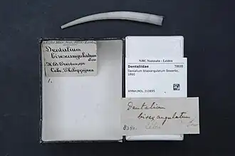 Dentalium bisexangulatum