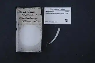 Graptacme semistriata