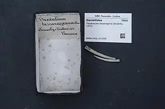 Tesseracme tesseragona