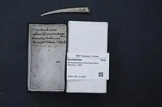 Schizodentalium plurifissuratum