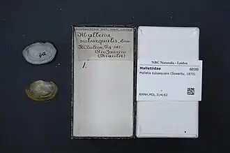 Malletia subaequalis