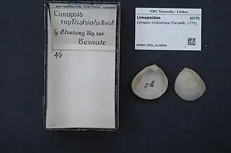 Limopsis multistriata