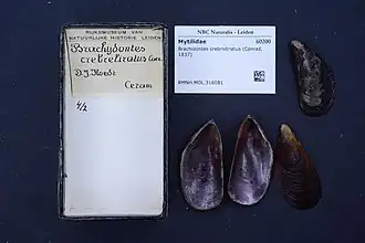 Brachidontes crebristriatus