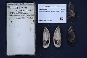 Brachidontes rostratus