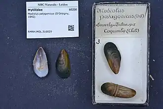 Modiolus patagonicus
