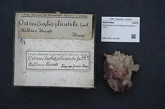 Dendostrea sandvichensis