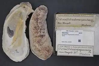 Striostrea margaritacea