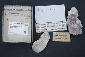 Saccostrea scyphophilla