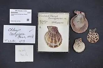 Mimachlamys lentiginosa