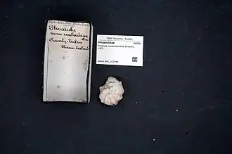 Plicatula novaezelandiae